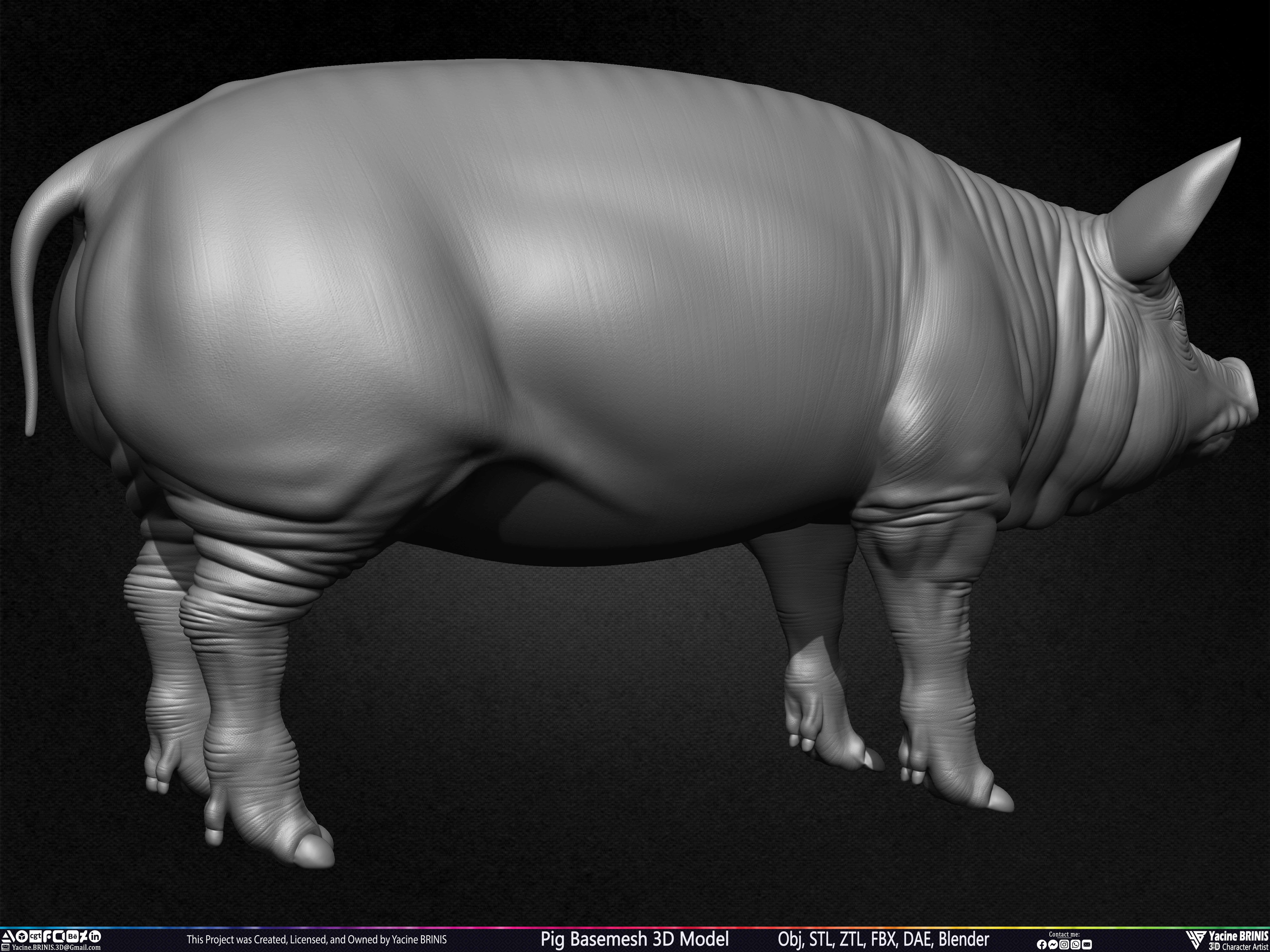 Pig Basemesh 3D Model Sculpted by Yacine BRINIS Set 018