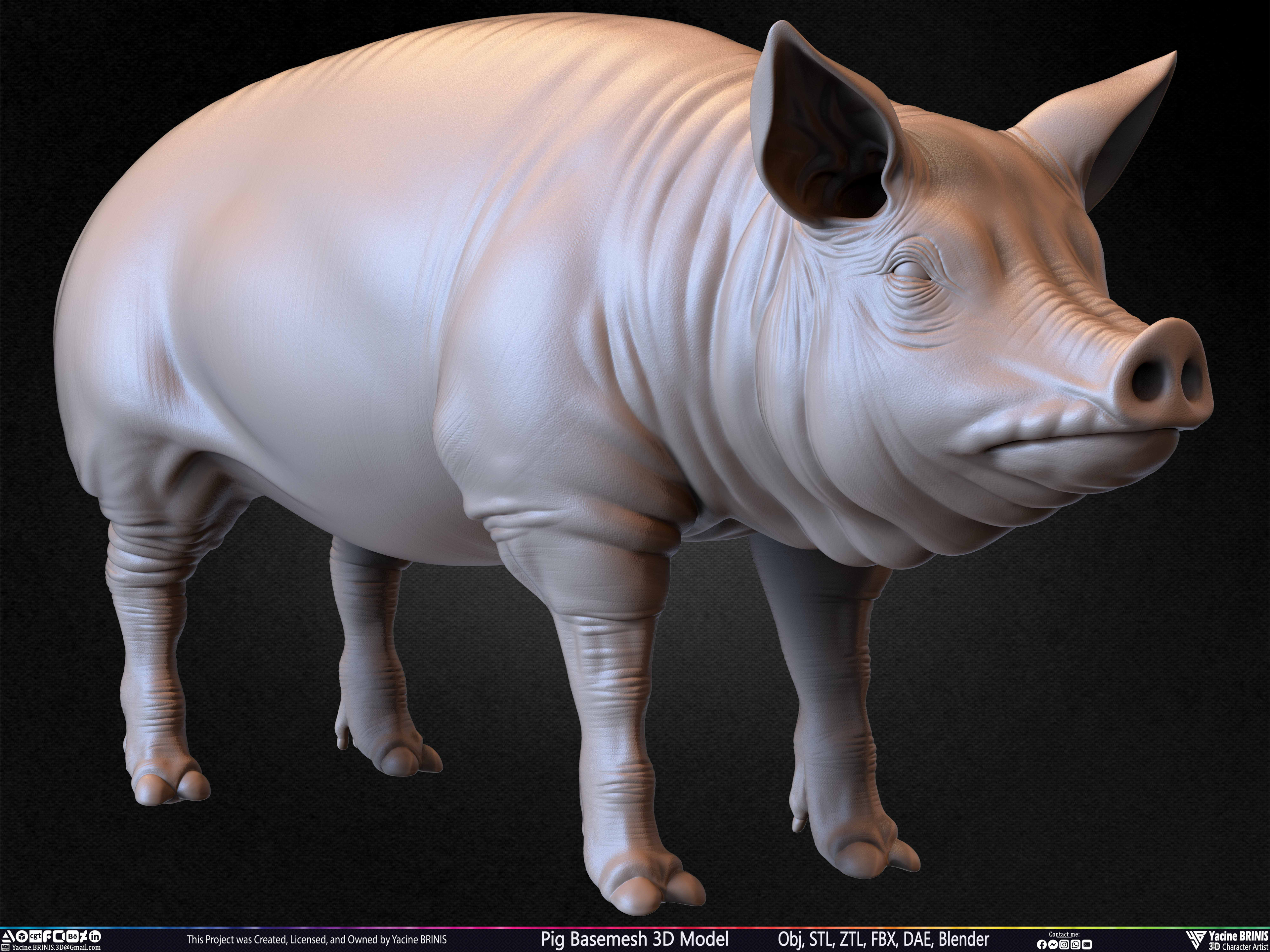 Pig Basemesh 3D Model Sculpted by Yacine BRINIS Set 020