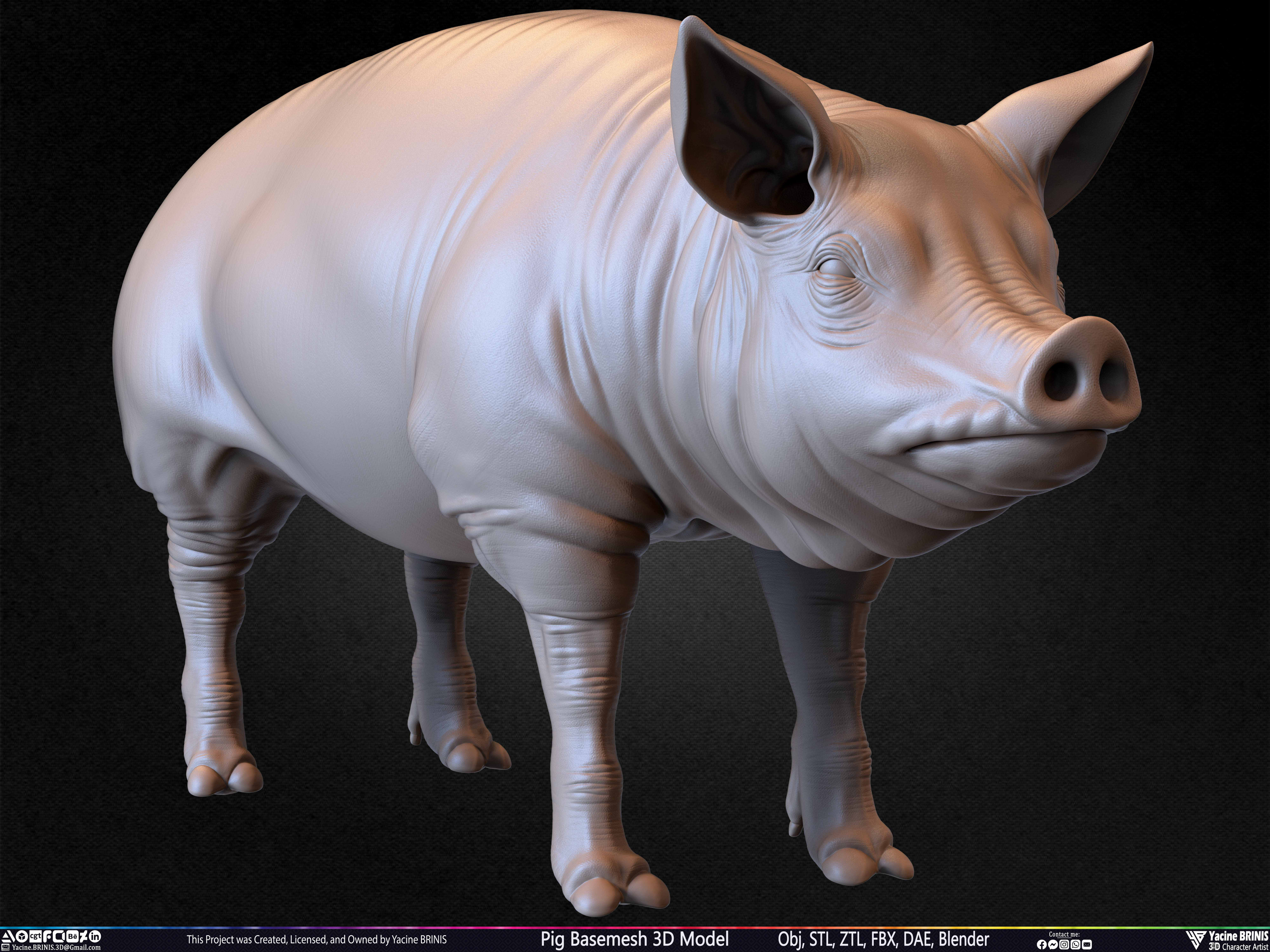 Pig Basemesh 3D Model Sculpted by Yacine BRINIS Set 021