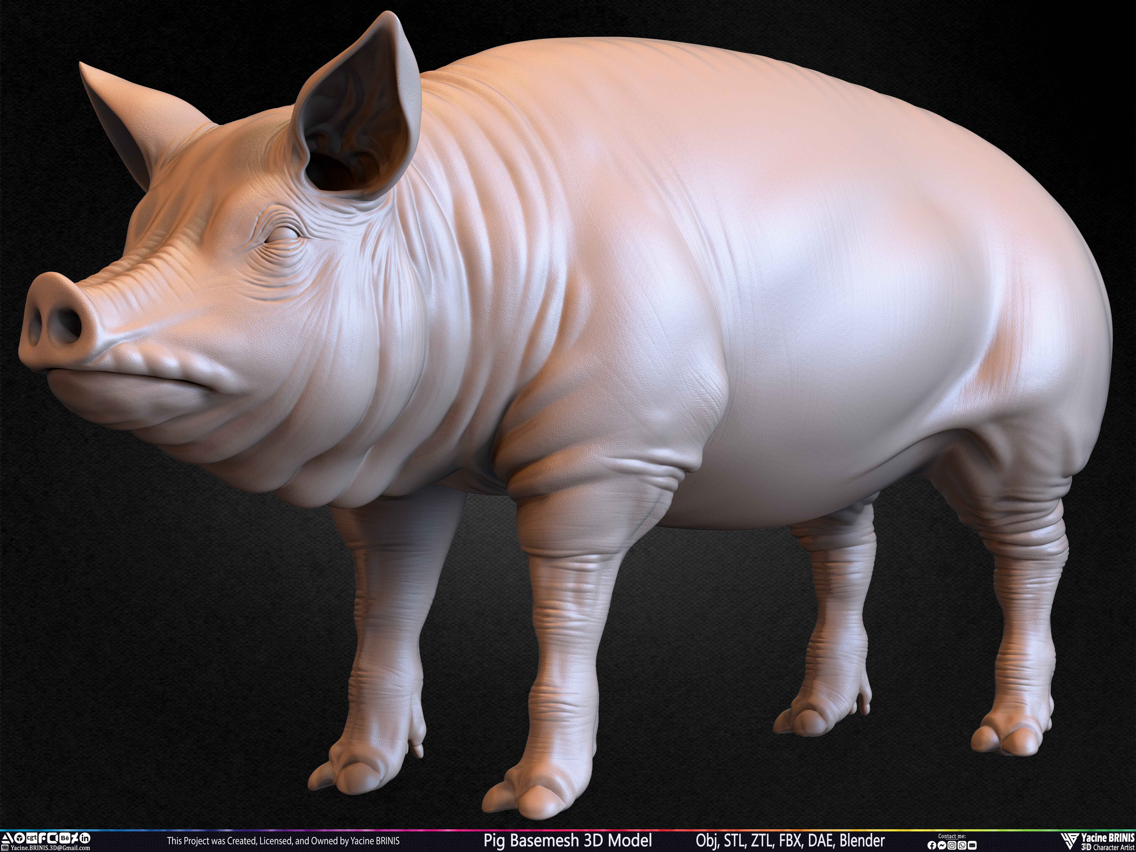 Pig Basemesh 3D Model Sculpted by Yacine BRINIS Set 023