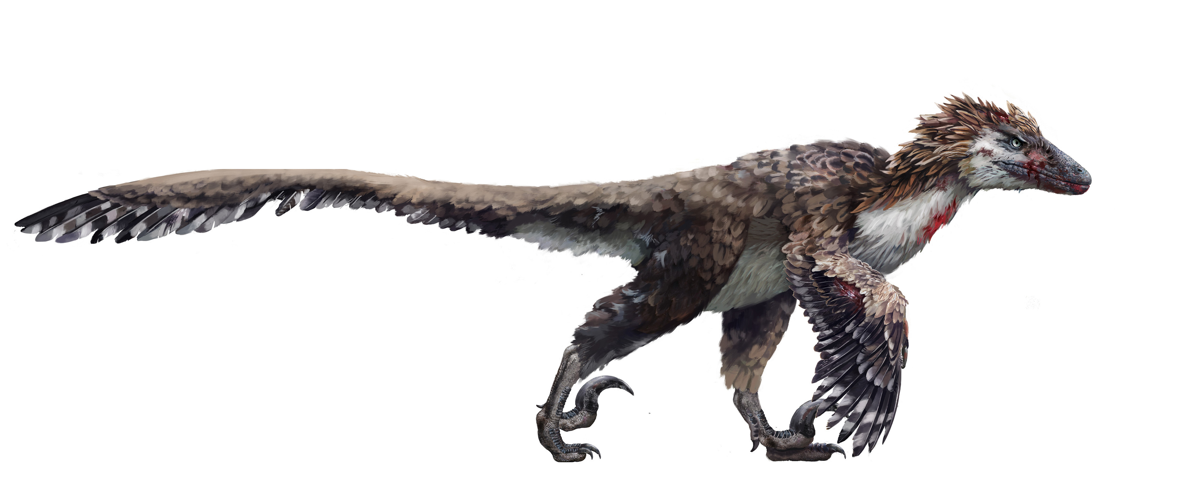 Dakotaraptor