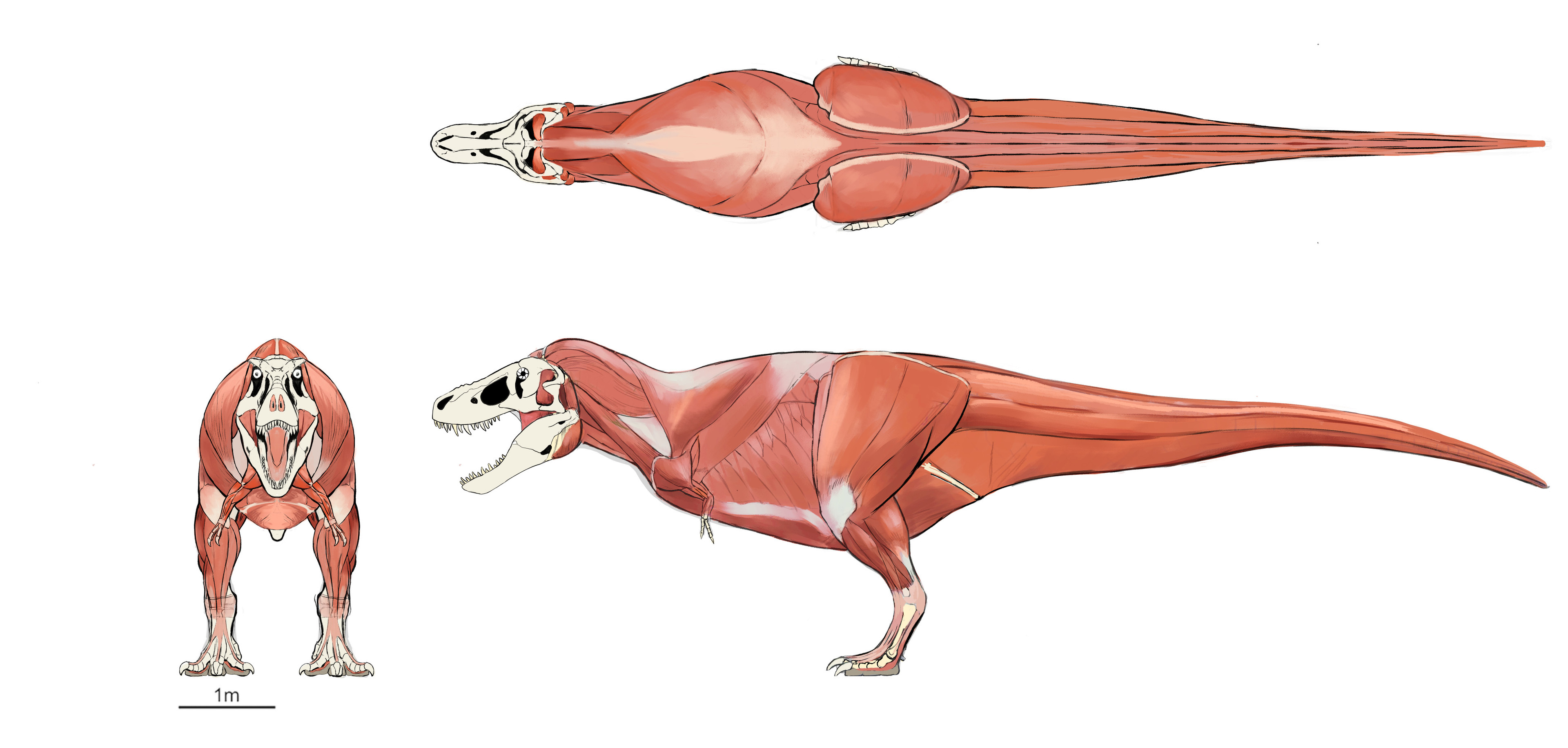 Т-rex muscles