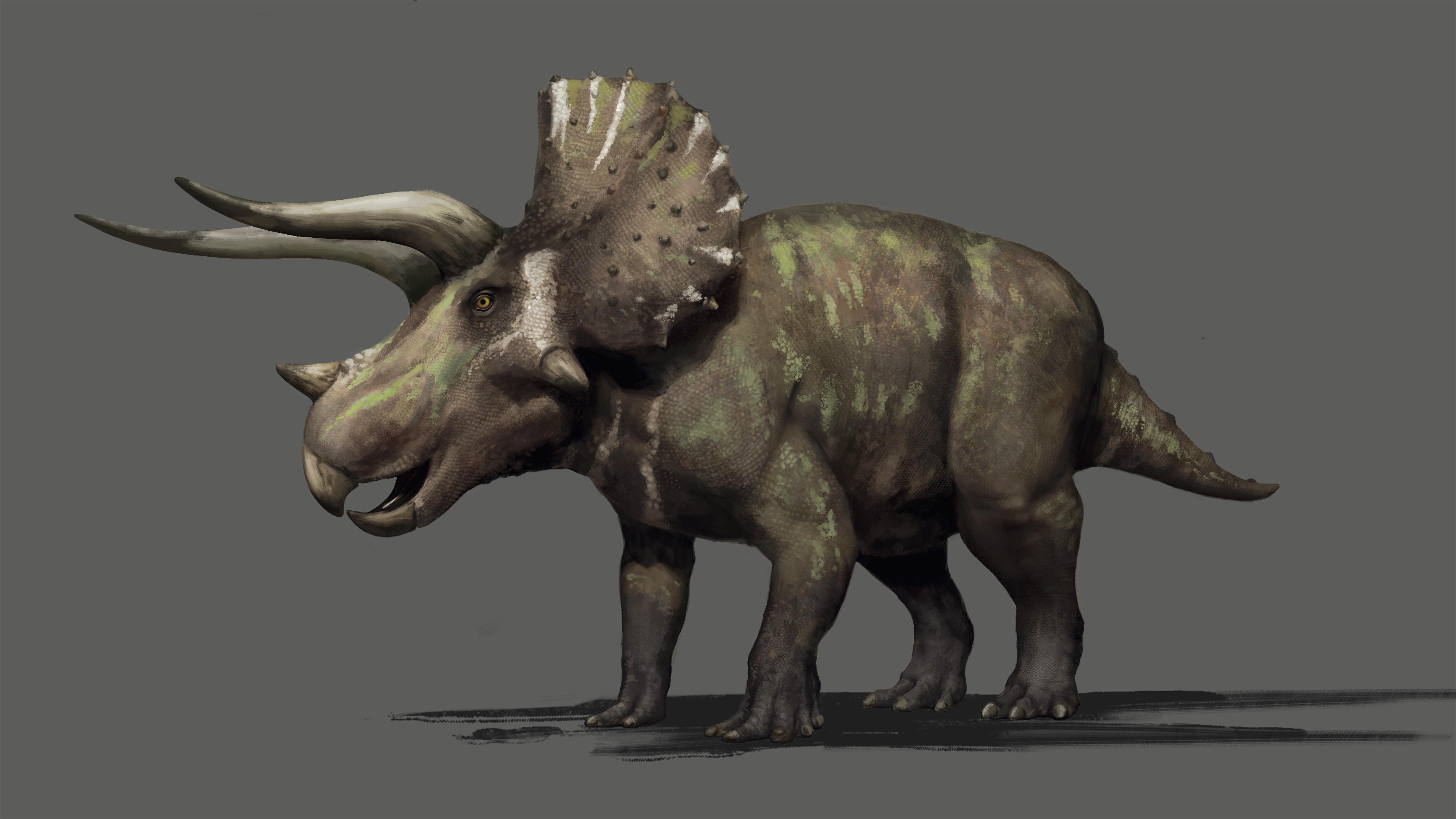 Triceratops skin