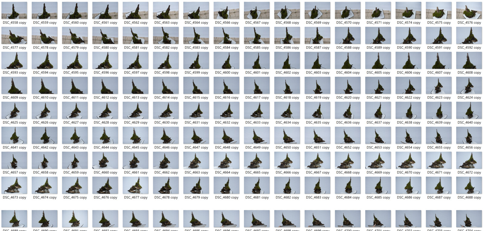 Photos for photogrammetry of the root
