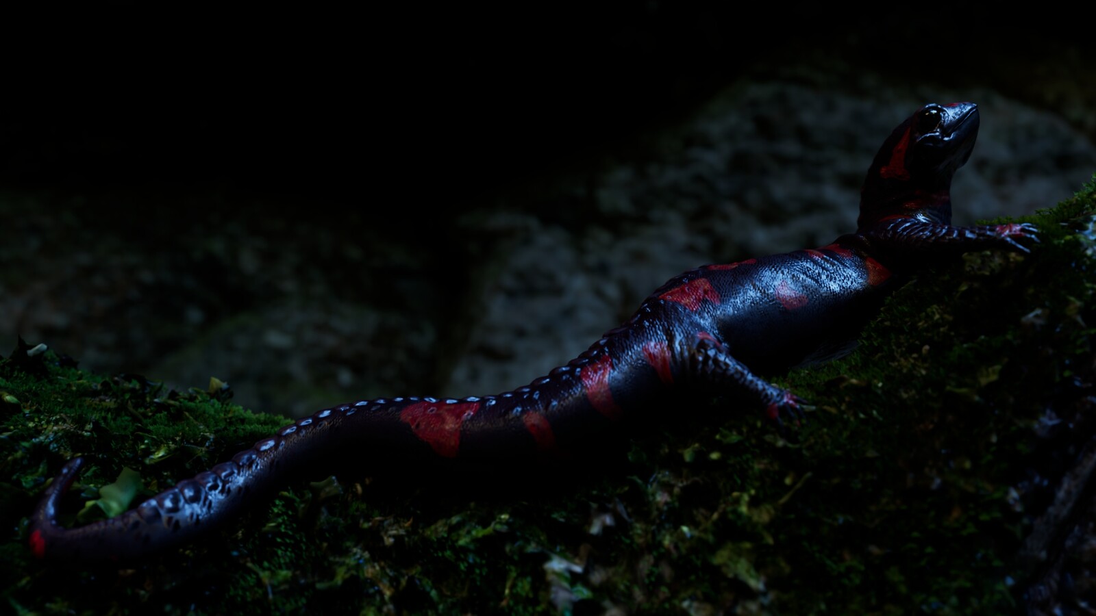 Lizard