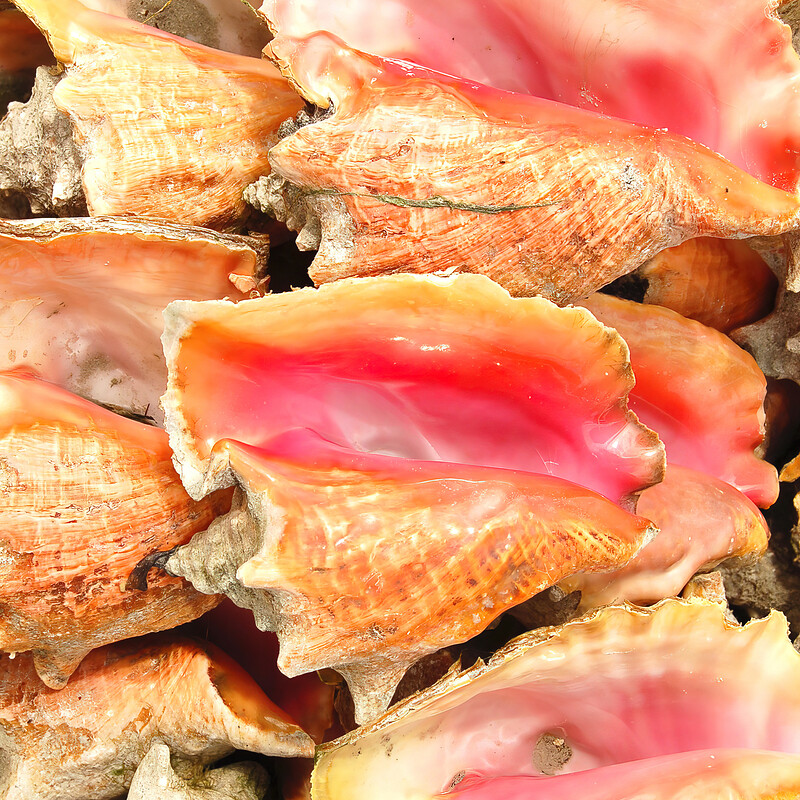 Conch Shells