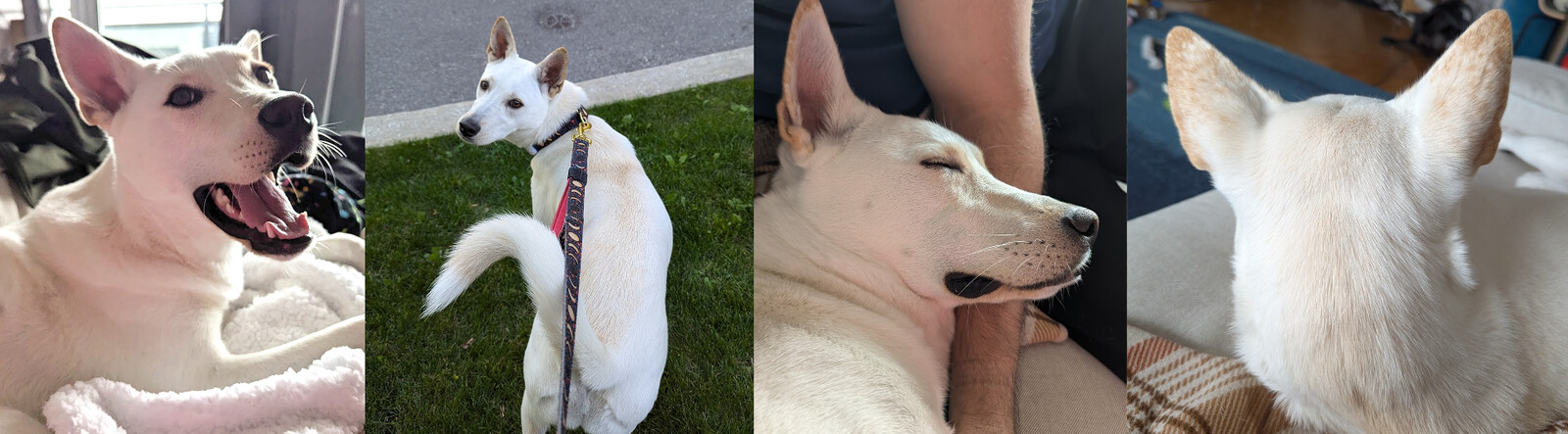 My muse, Luna.