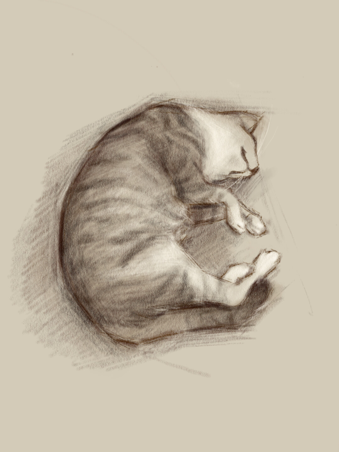 Sketch of a cat