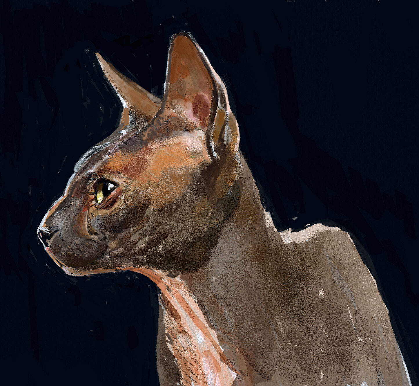Sprite - the Cat