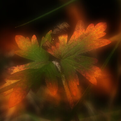 Ignited by Autumn