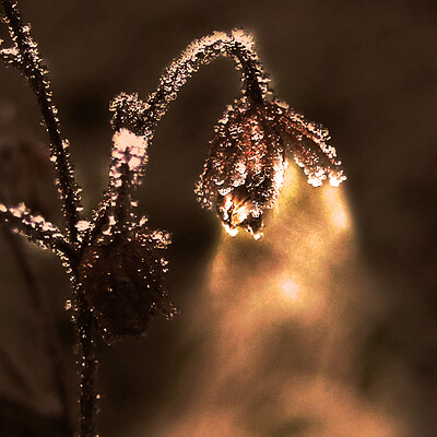 Lantern