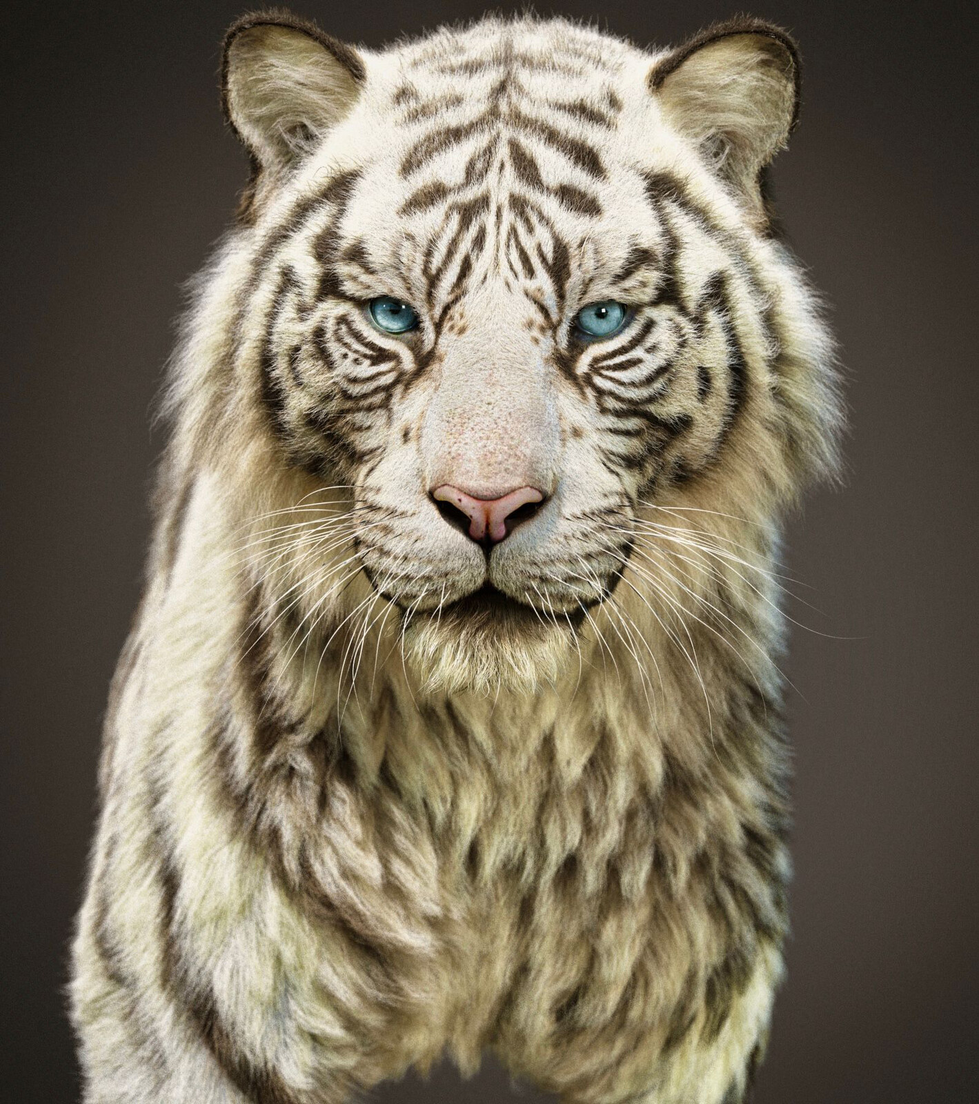 white variant of the new tiger