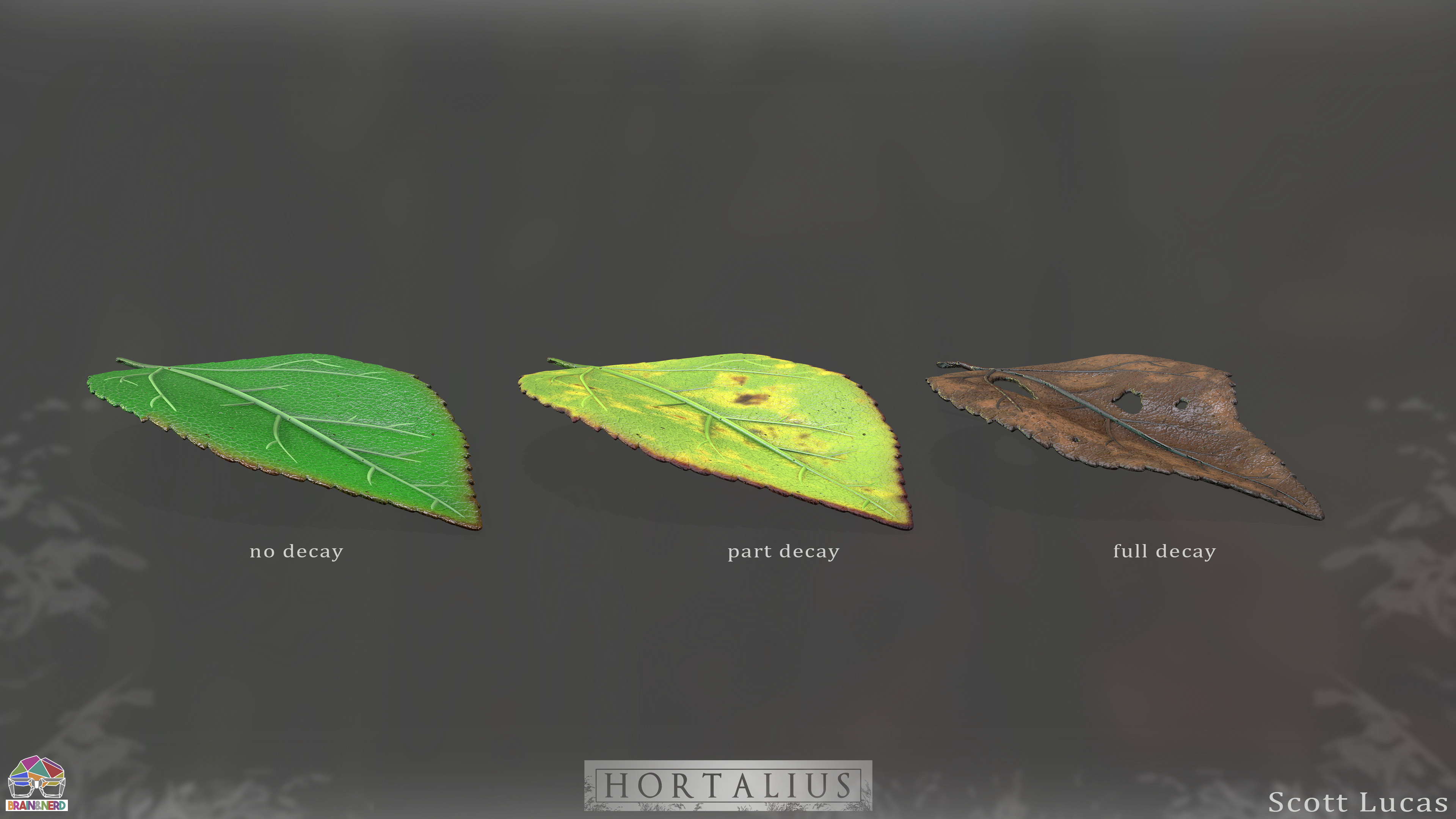 Variants of the leaf model.