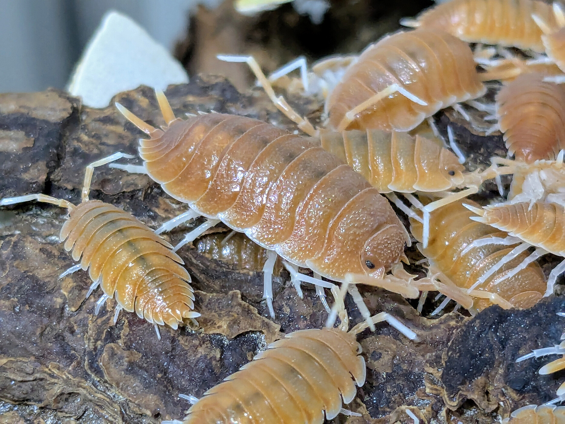 Porcellio magnificus