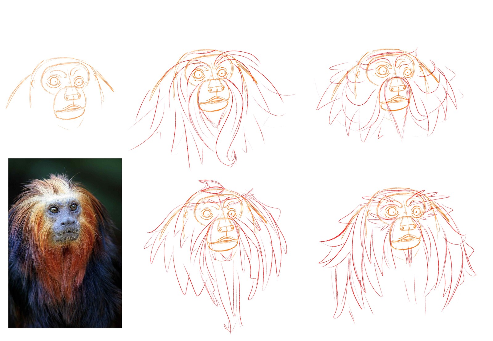 Pass 1. Head shapes and proportion