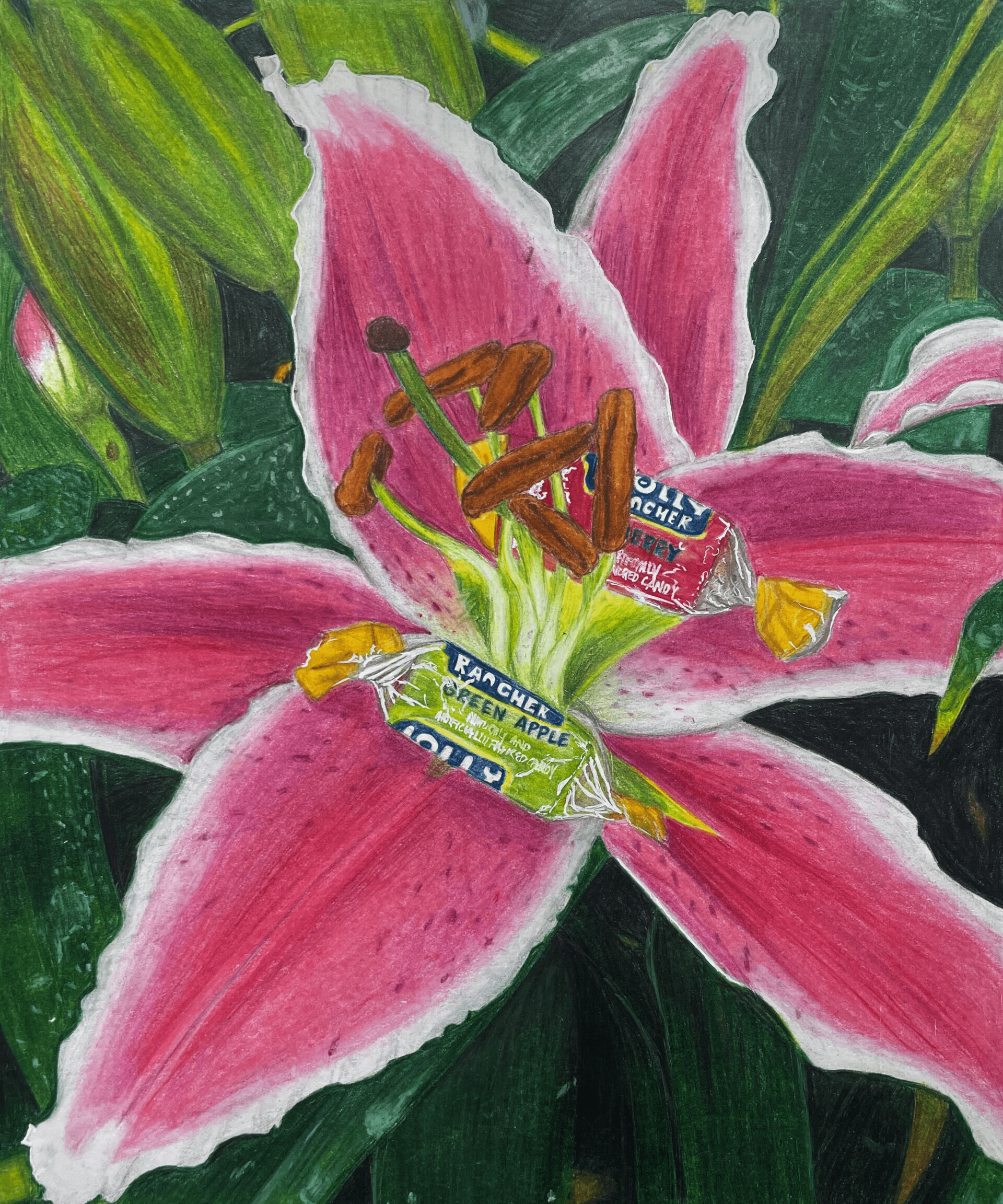 Student Colored Pencil: Hadley Roe