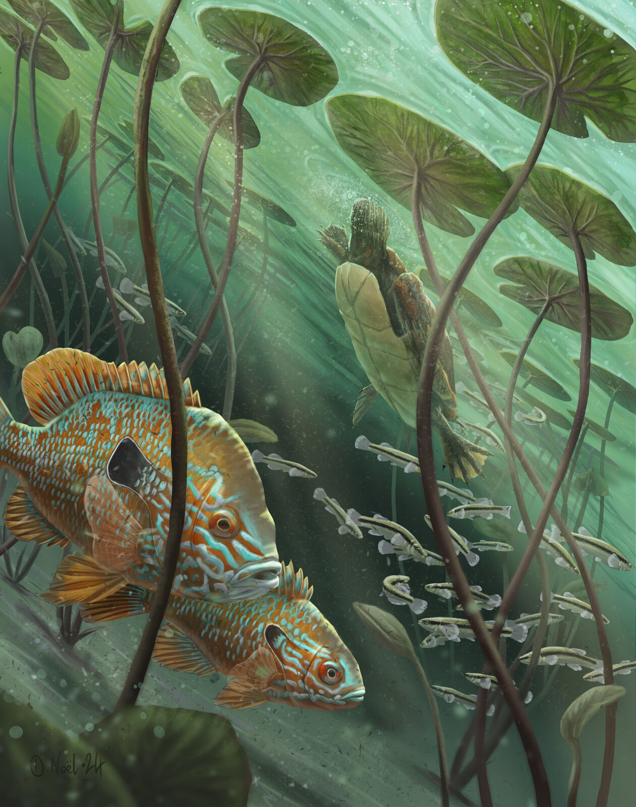 Underwater SunFish