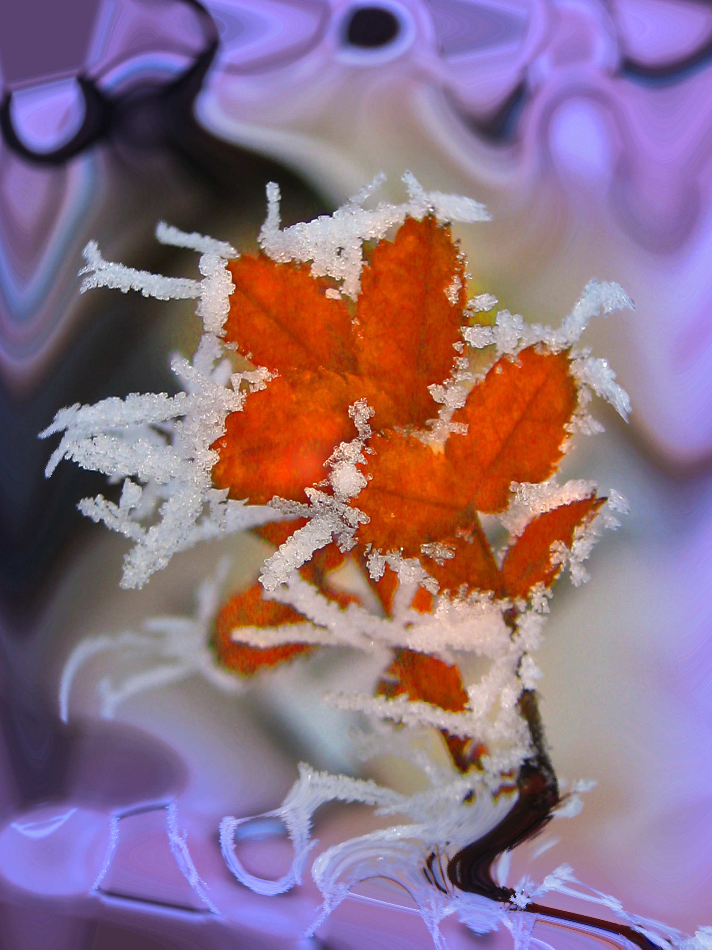 Winter macro sketch