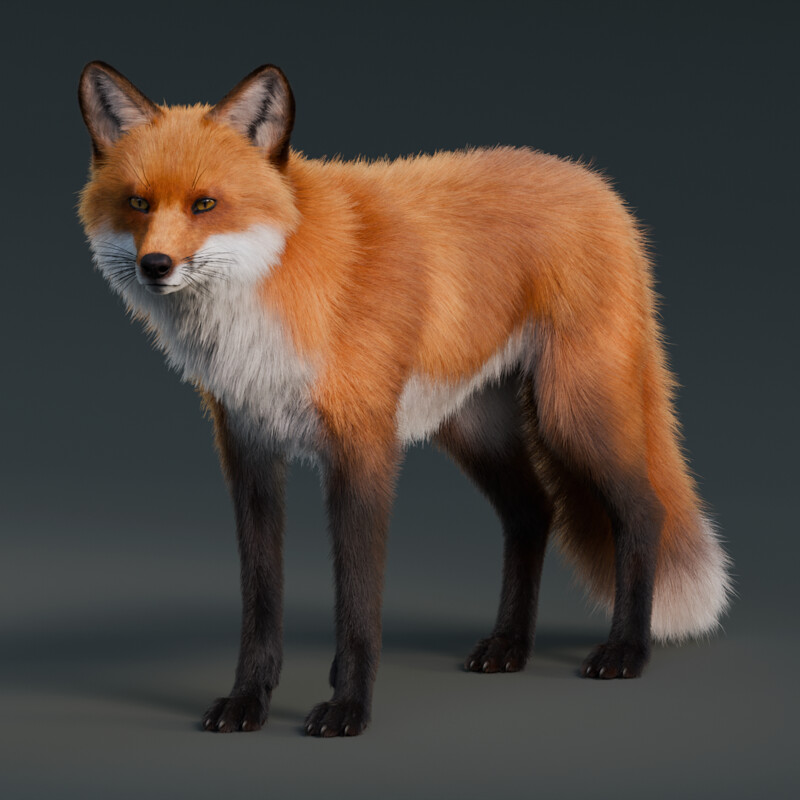 Red Fox