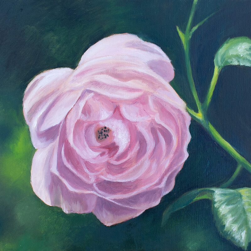 Blushing Rose - 11" x 14" Oil Painting