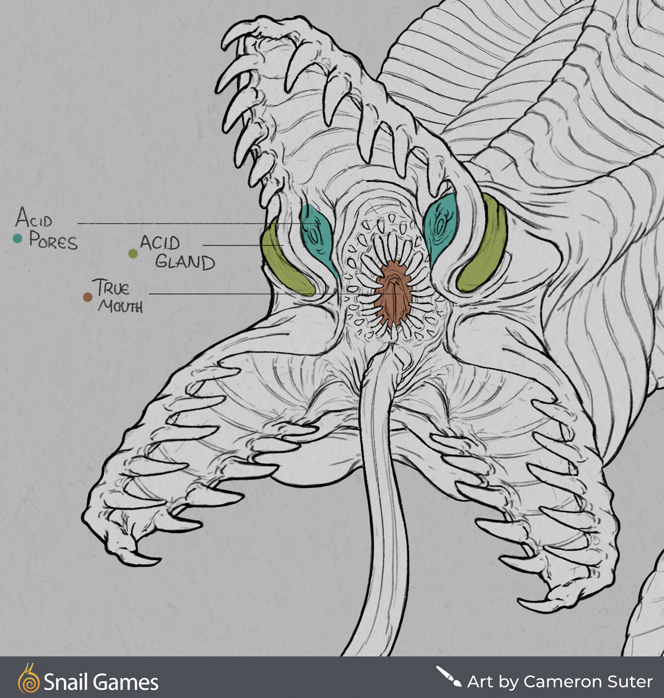 Mouth Anatomy