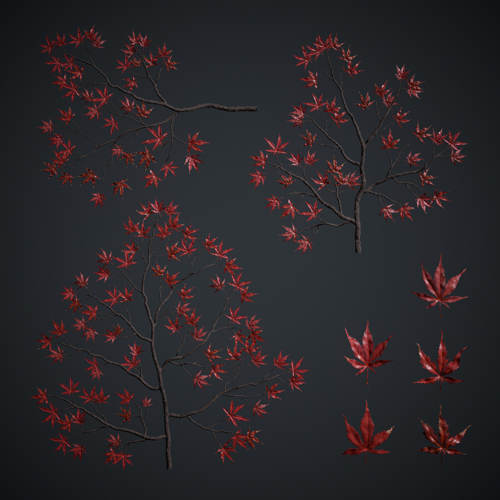 Acer Palmatum Leaves Atlas