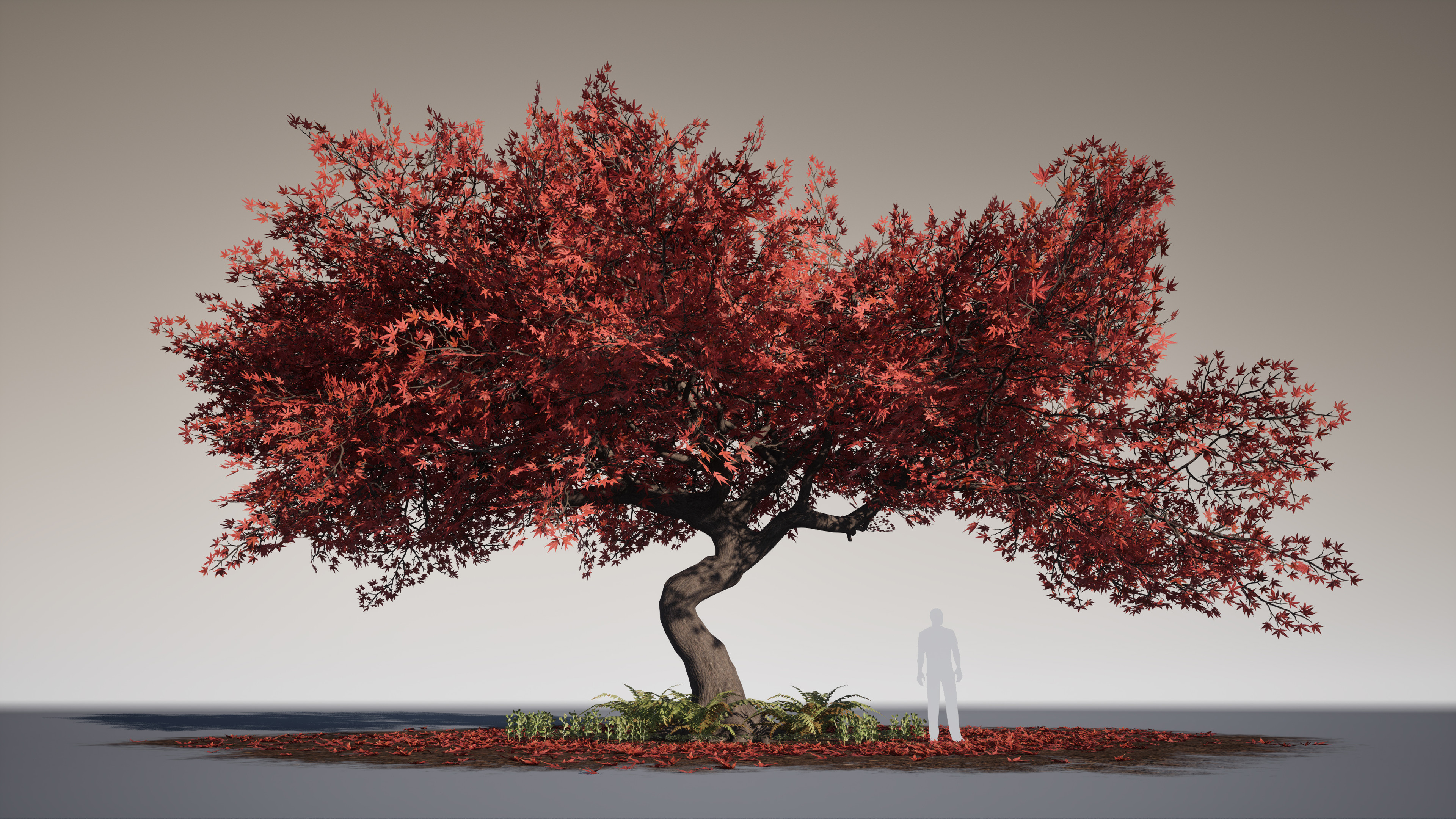 Acer Palmatum (Red Japanese Maple)
