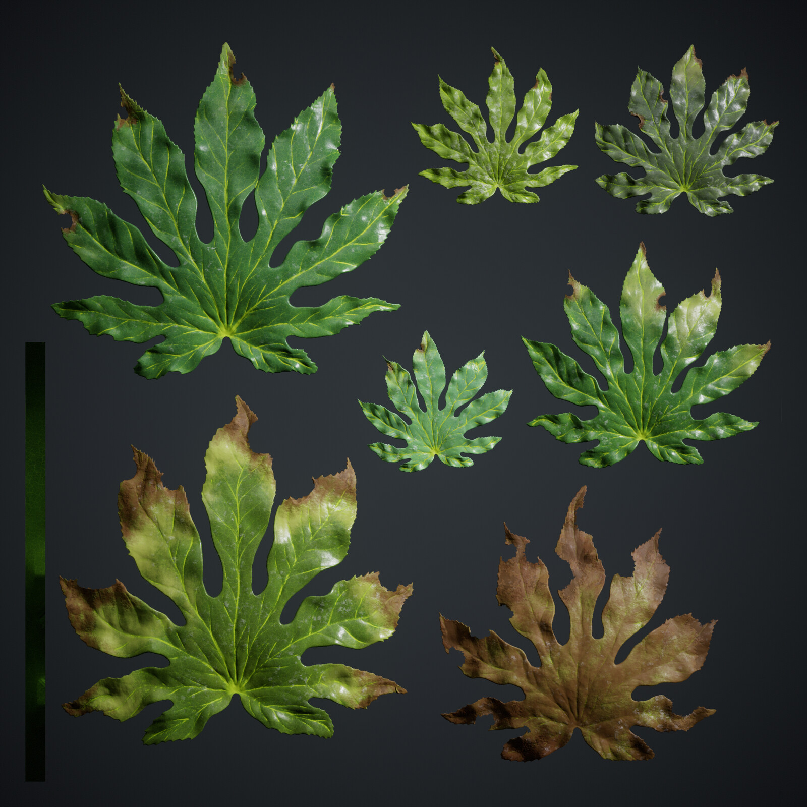 Aralia Japoinica Atlas
