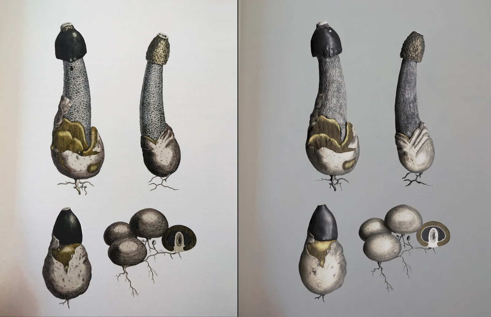 original picture from book versus final render