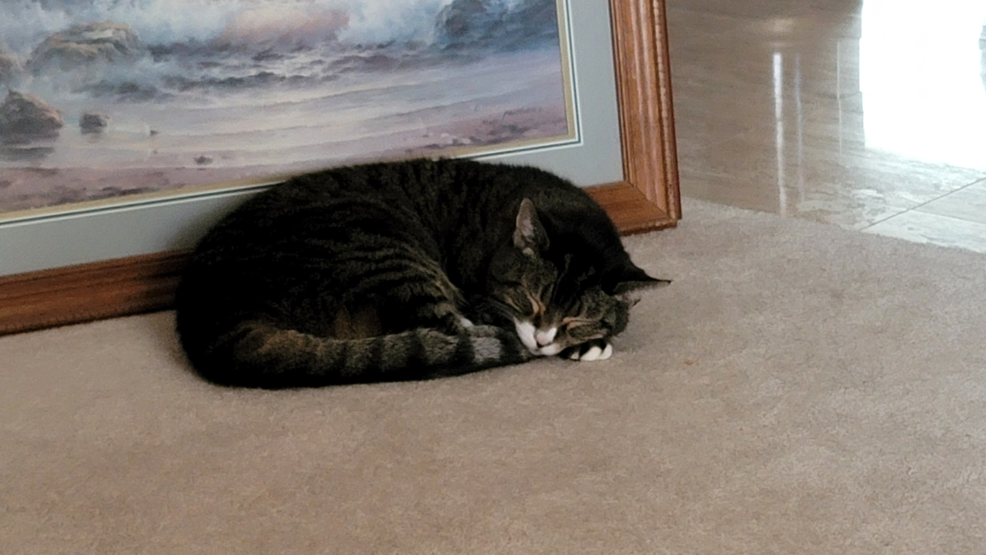 The visual inspiration for this piece. My faithful feline companion, Mollie, who passed away this past Fall (2024).