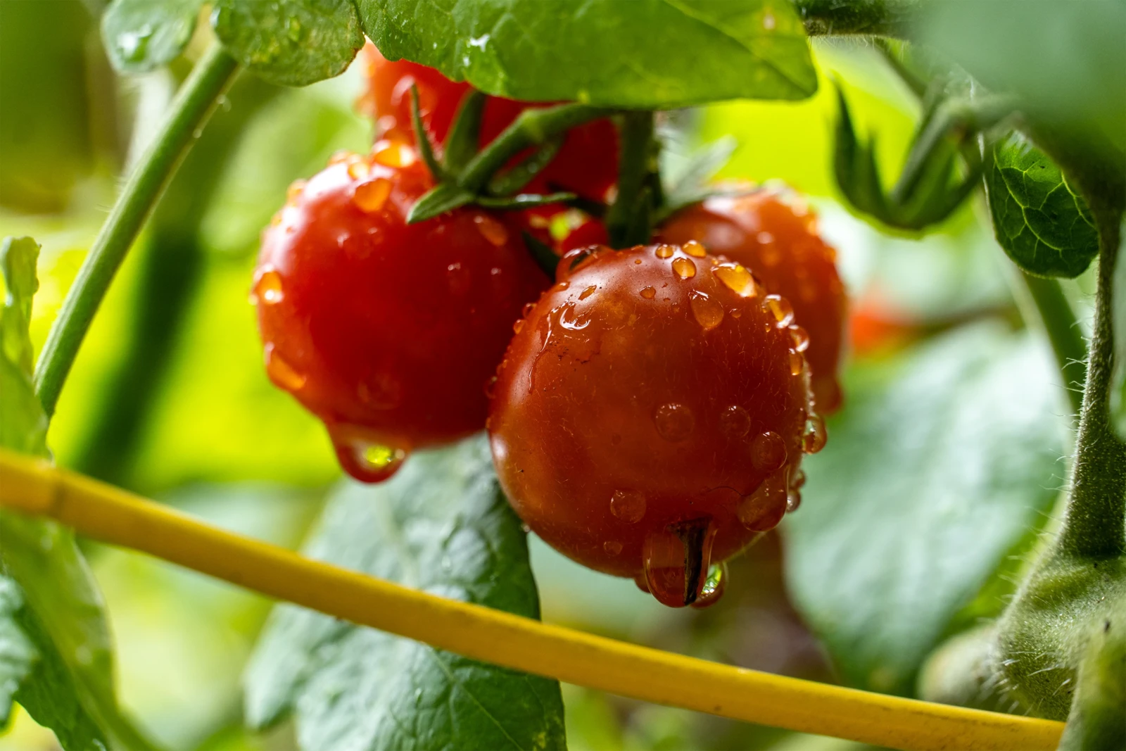 Tomato