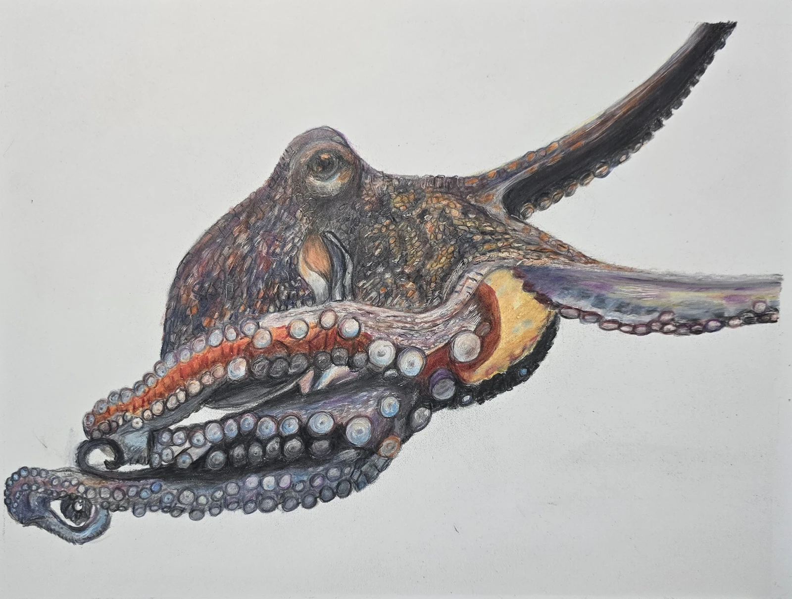 Octopus Coloured Pencil
From Becca Barron tutorial
