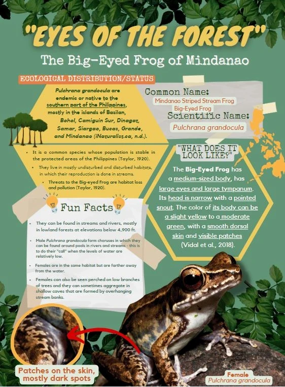 An infographic about the Big-eyed Frog of Mindanao.