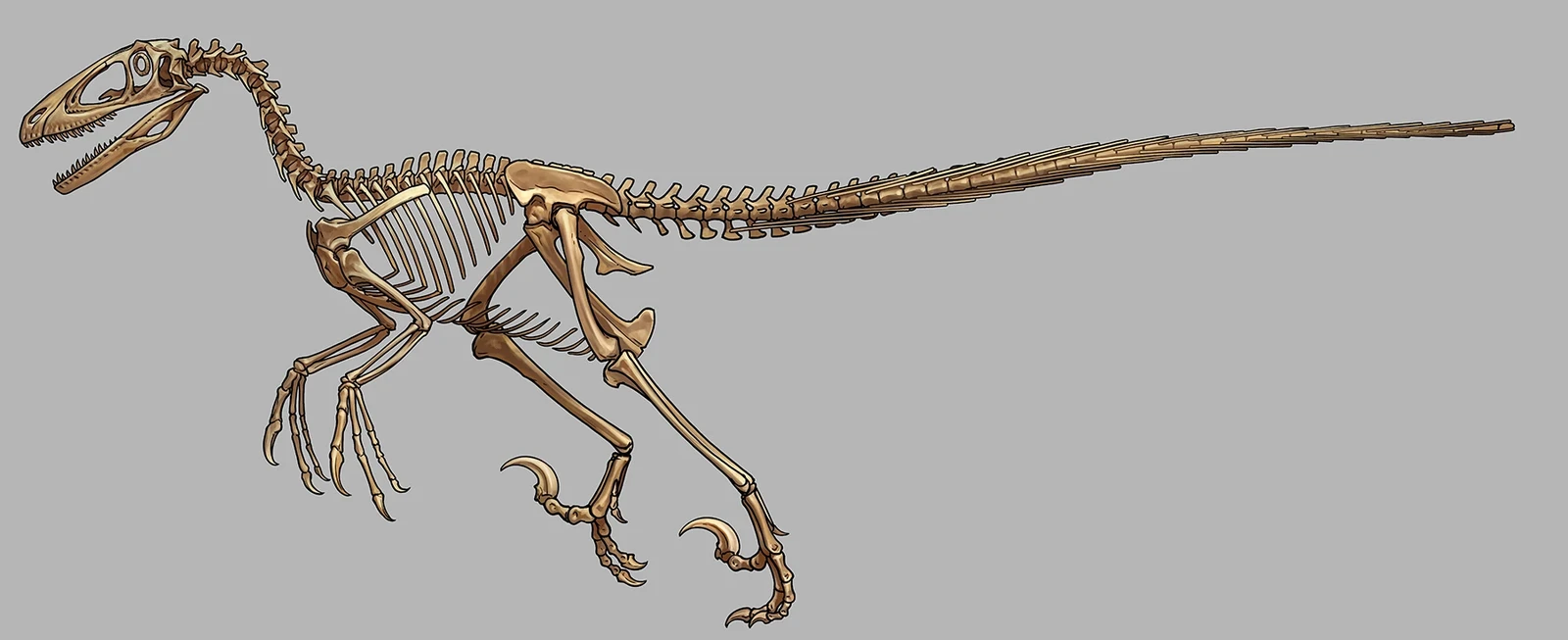Deinonychus
