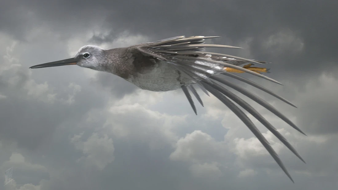 WIP render with groom in Houdini.