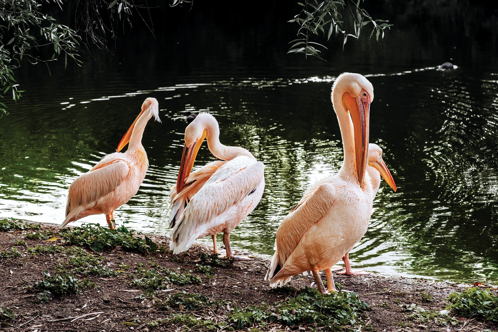 Color Digital Photography