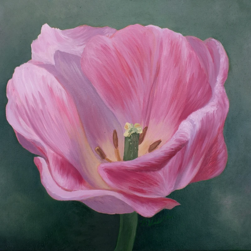 Unfolding - Pink Tulip 16"x20" Oil Painting