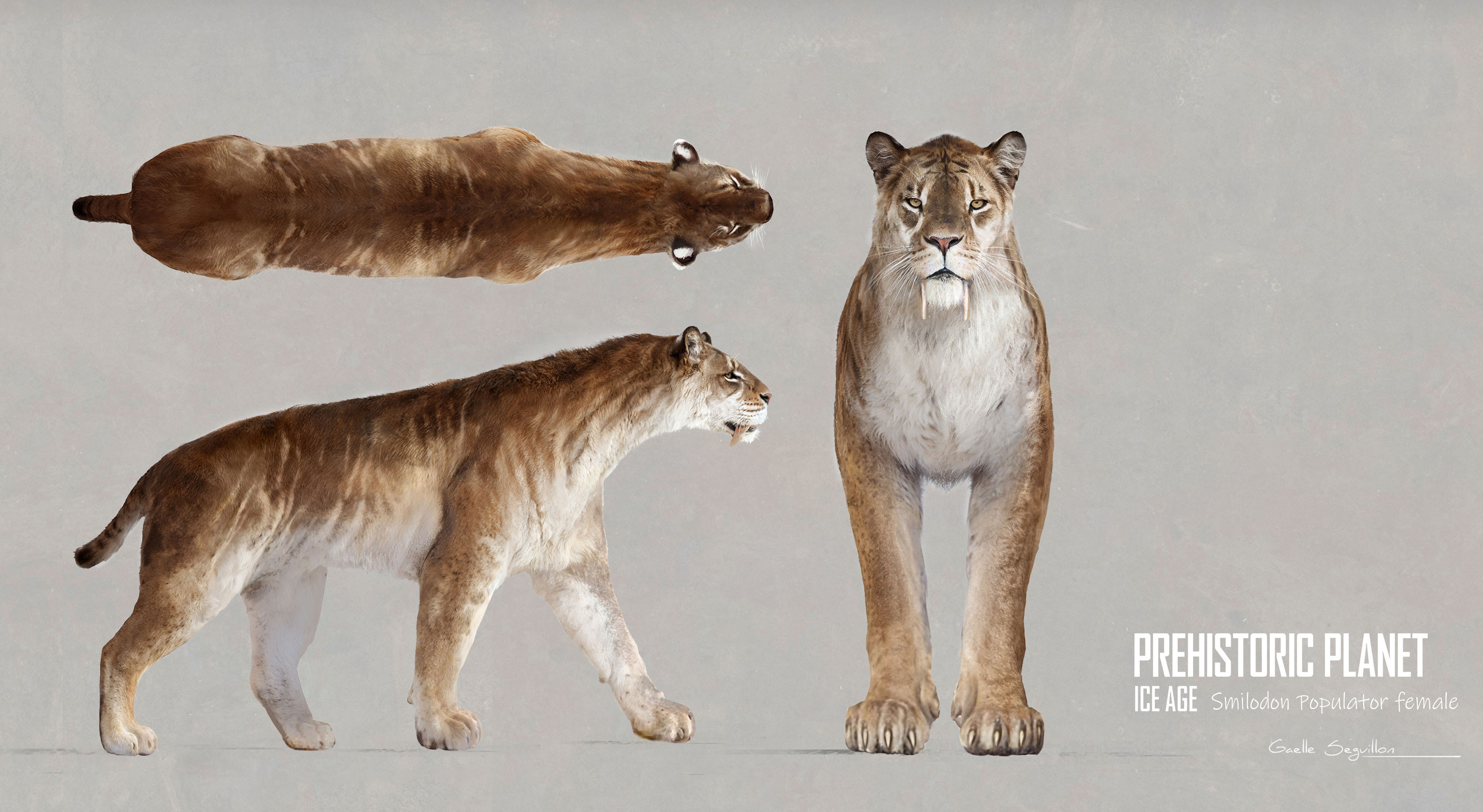 Smilodon Polulator female