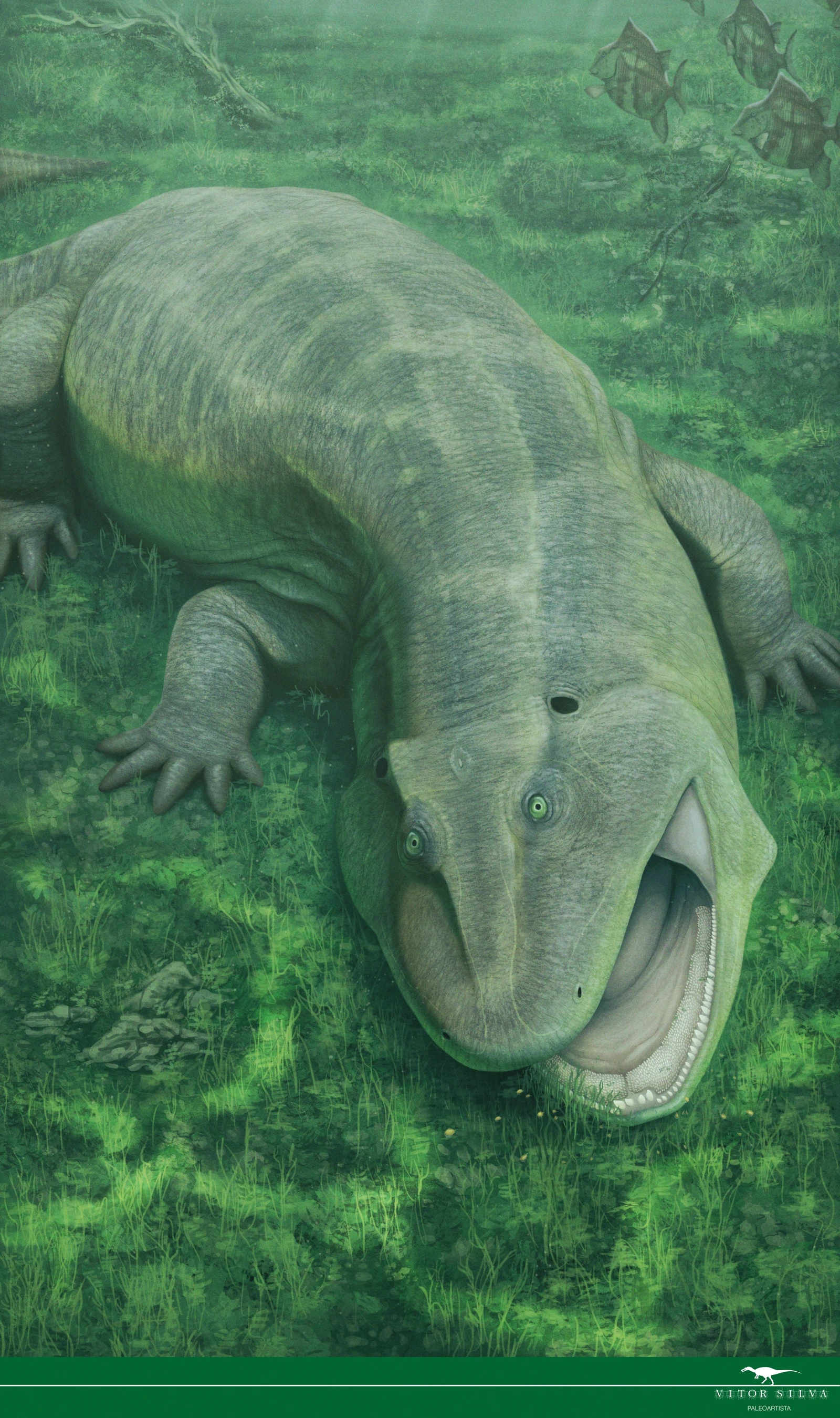 Tanyka amnicola