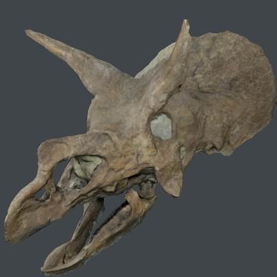 Triceratops Photogrammetry
