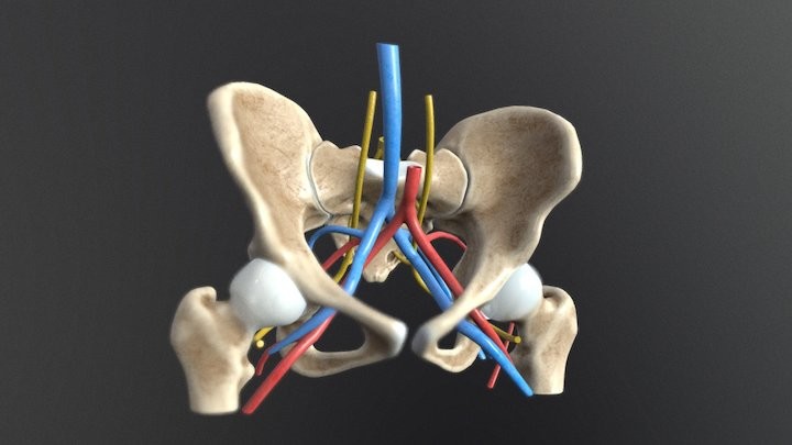 Artstation Female Pelvis Human Anatomy 3d Model 8325