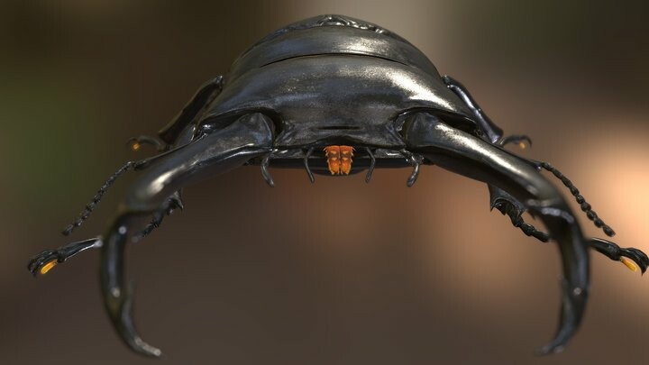 Artstation - Dorcus Hopei Binodulosus