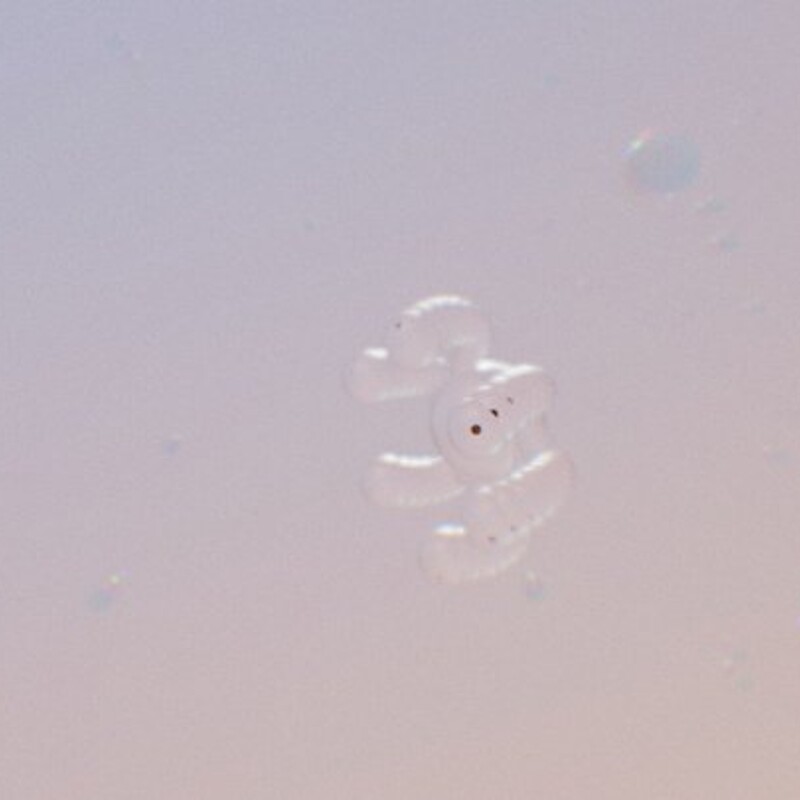 Cellular Cnidaria