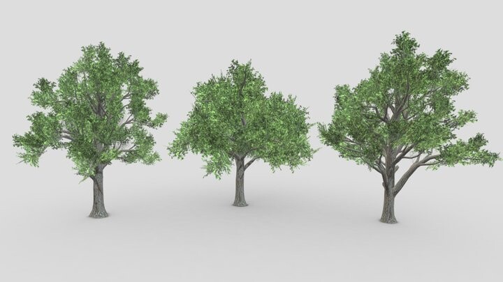 ArtStation - Sugar Maple Tree- Pack-01