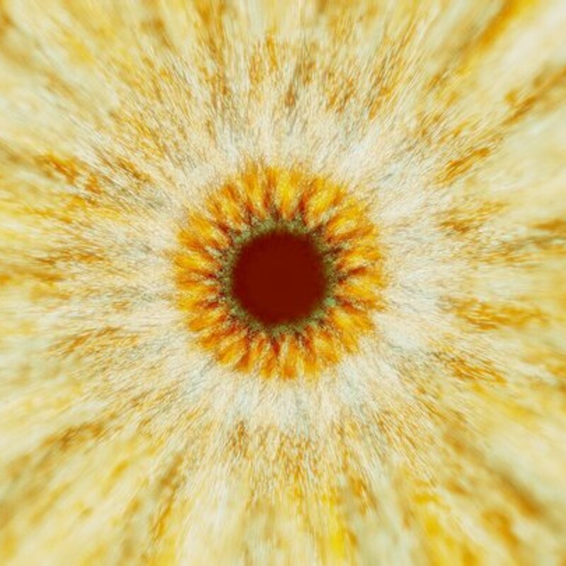 Phoenix Helianthus