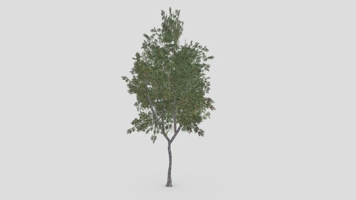 ArtStation - Conocarpus Tree- 01