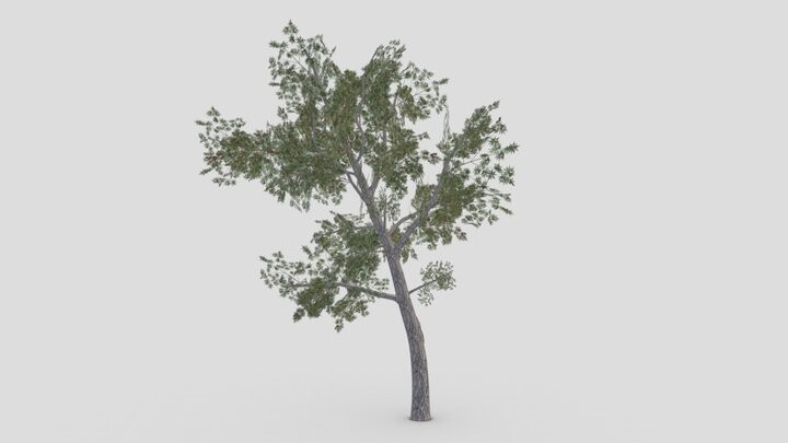 ArtStation - Conocarpus Tree- 07