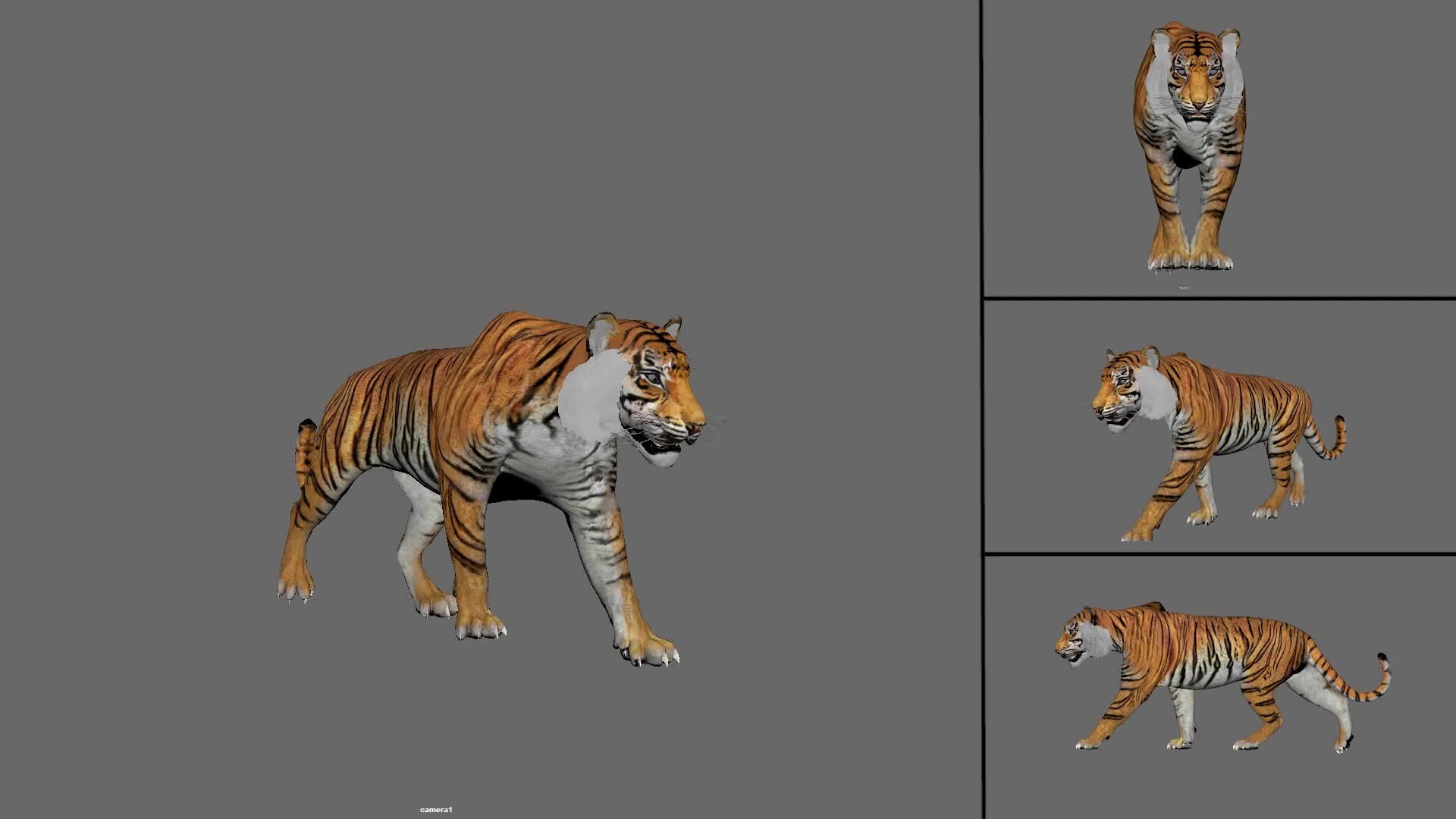 ArtStation - Tiger Walk Animation | Animal animation | 3D Animation
