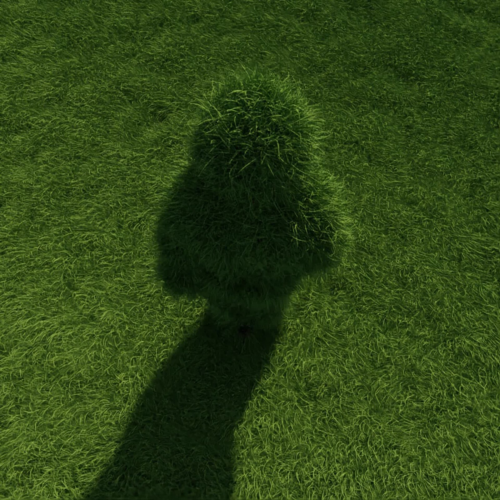 Compost