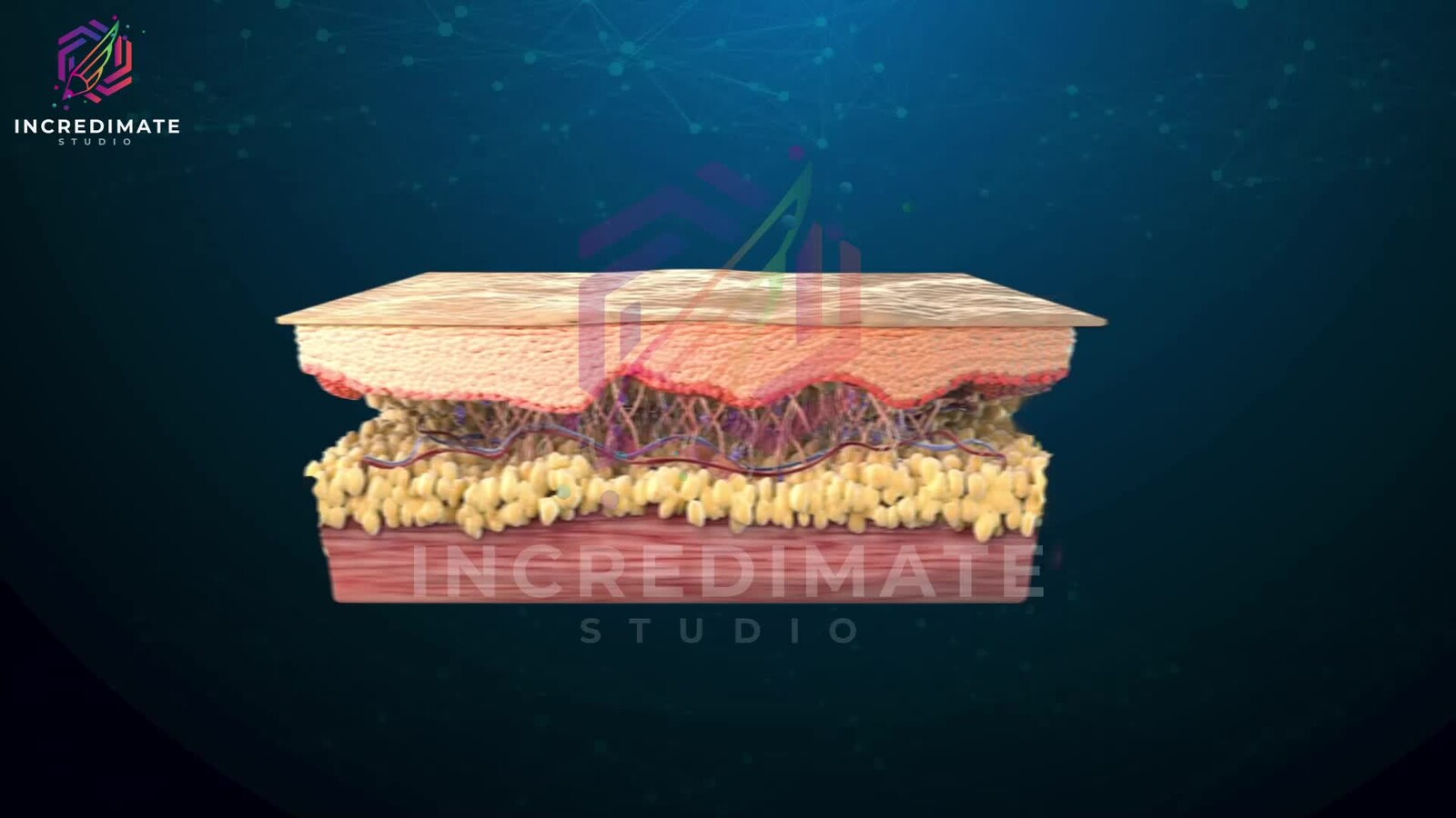 3D animation exploring the beauty and the science of skin
